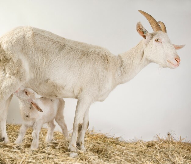 Geit en haar kind voor een grijze achtergrond in een schuur