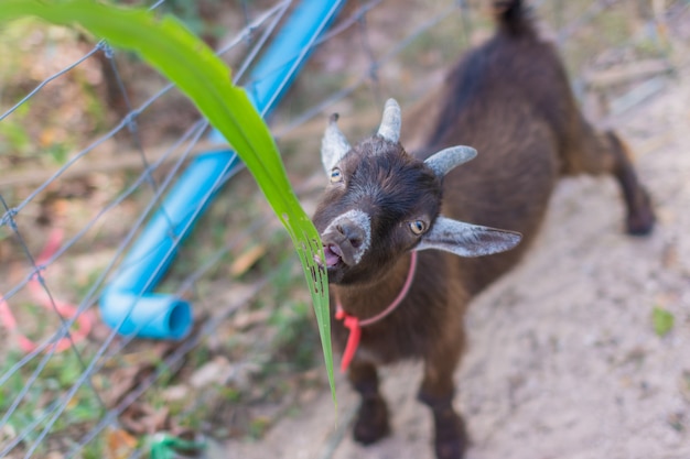 Geit in de dierentuin