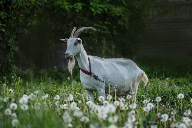 Geit in een groen veld