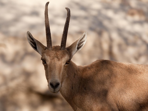 Geit in het ein gedi natuurreservaat in Israël