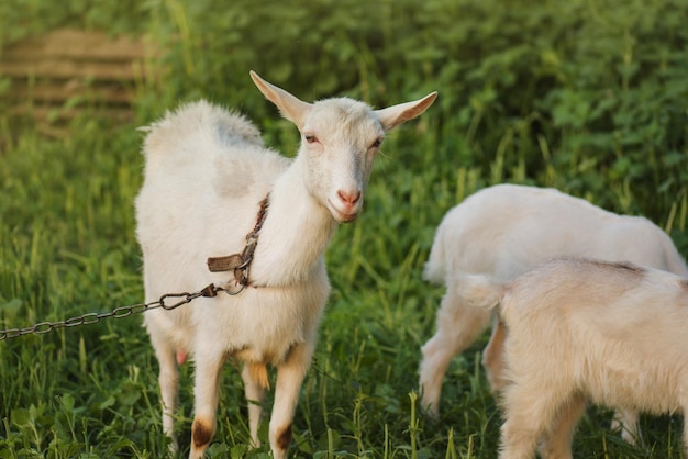 Geit in het veld Portret van een geit op een boerderij op een lentedag Witte jonge geit buiten op het erf