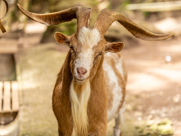 Geit los op boerderij, vrij rondlopen in het gebied.