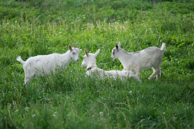 Geit met een geitenkind Familiegeiten grazen op een groene weide Moedergeit en haar baby's in het dorp Fokken en kweken van huisdieren