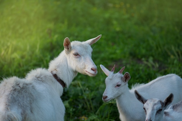 Geit met een geitkind, familiegeiten wordt geweid op een groene weide