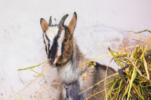 Geit op de boerderij eet hooi