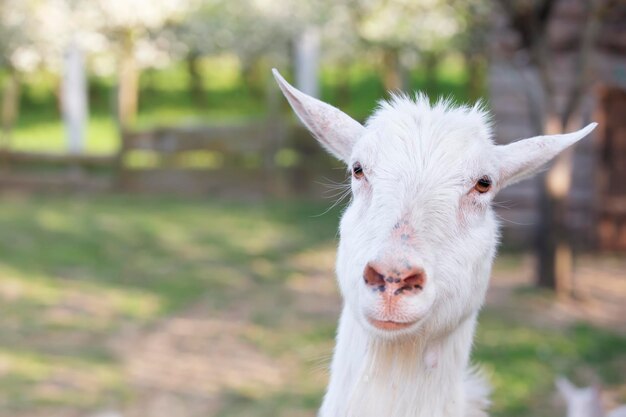 Geit op een landelijke boerderij close-up