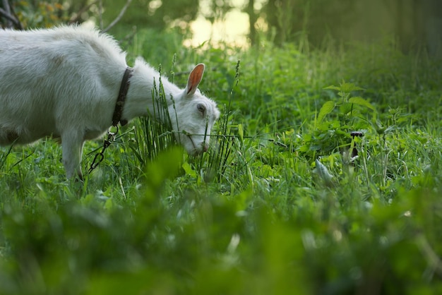 Geit op het gras op het erf Geit aan het grazen op het erf