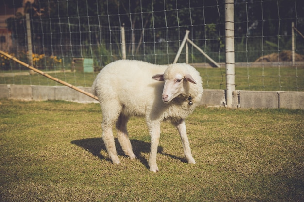 Geit op landbouwgrond