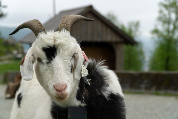 Geit van dichtbij in de straatboerderij in Noorwegen