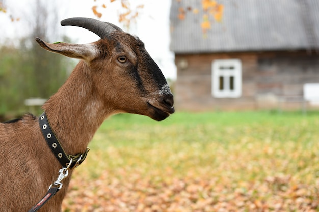 Geit van het Nubische ras staat bij het huis in het dorp