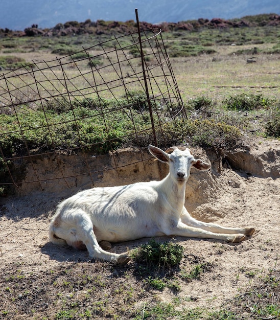 Geit zit op de grond na grazen op een zonnige zomerdag in het dorp Volax op het eiland Tinos, Cycladen, Griekenland
