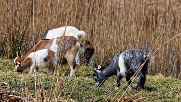 Foto geiten die op het veld grazen