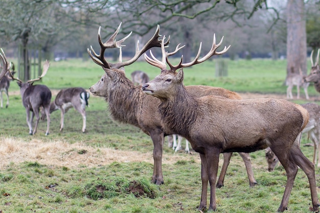 Geiten die op het veld grazen