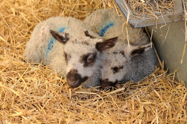 Geiten die op het veld grazen