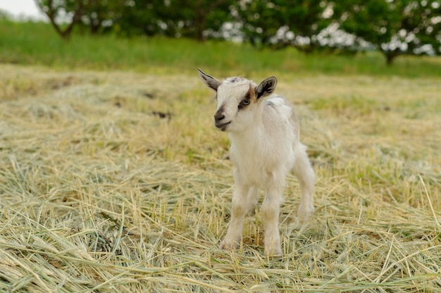 Geiten die op vers gras weiden.