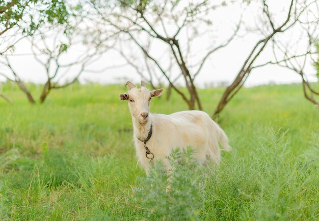 Geiten die op vers gras weiden.