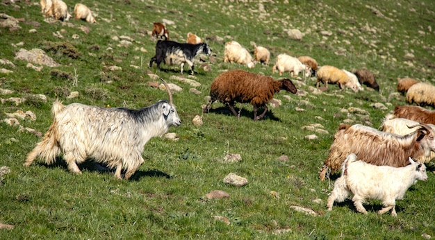 Geiten en schapen op de achtergrond van een veld