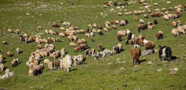 Geiten en schapen op de achtergrond van een veld