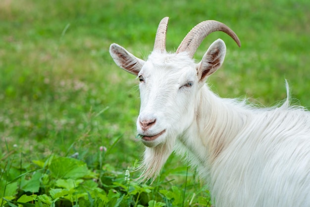 Geiten eten gras op de boerderij op een zonnige zomerdag kijkend naar de cameraxA