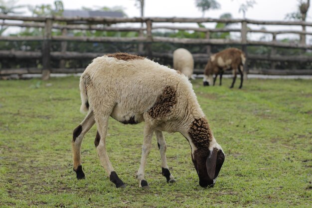 Foto geiten eten gras op een prairieboerderij