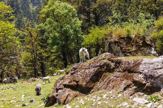 Geiten grazen in de benedenloop van de Himalaya