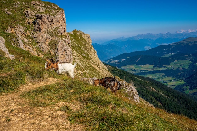 Foto geiten grazen in de dolomieten