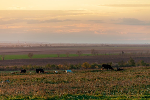 geiten grazen in het veld, zonsondergang.