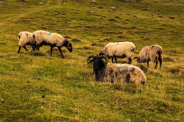 Geiten grazen op de weide langs de Camino de Santiago