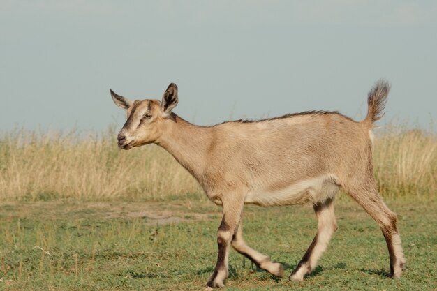 Geiten in de natuur. Een bruine gehoornde geitenkop op een wazige natuurlijke achtergrond. Kudde geiten en kudde schapen in het Ryazan-veld