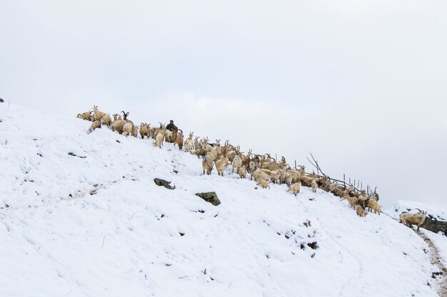 Geiten in de sneeuw, boerderij in de bergen in georgië