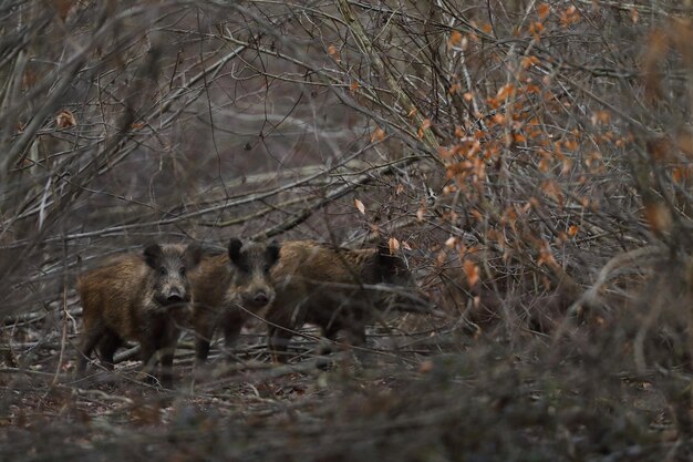 Geiten in een bos