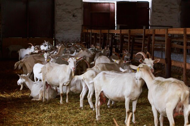 Geiten op de boerderij