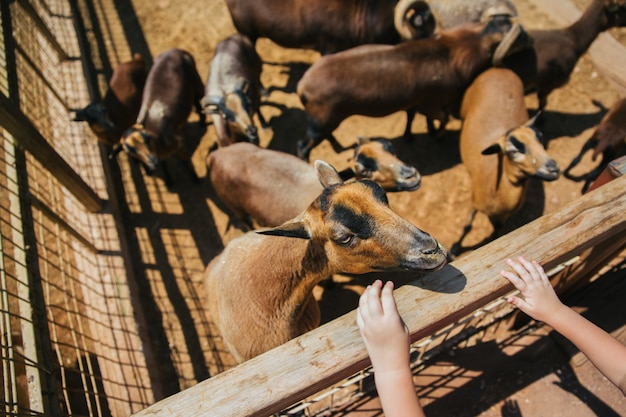 Geiten op de boerderij