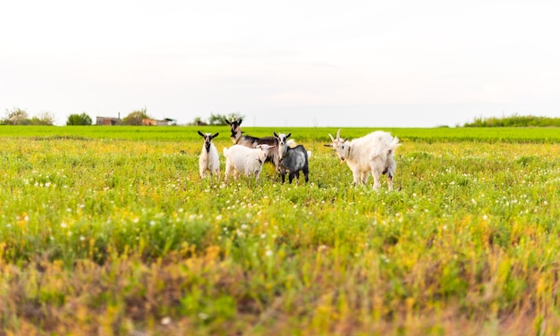 geiten op de eco-boerderij die gras eten