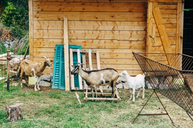 Geiten op een geitenboerderij een houten schuur op het erf