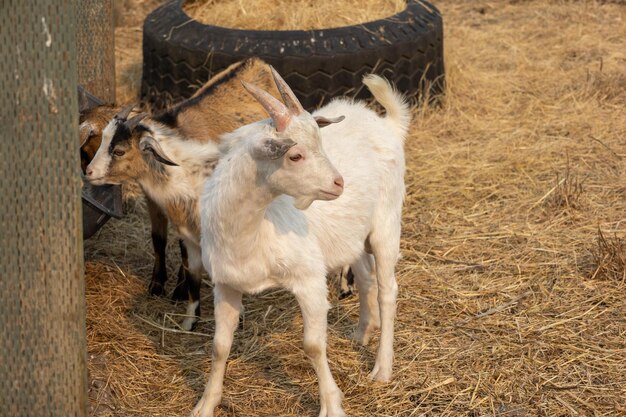 Foto geiten op een veld