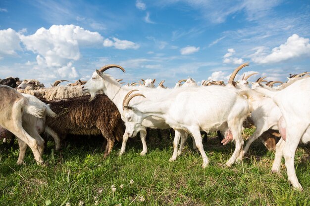 Geiten op een weiland