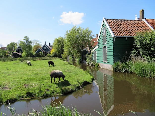 Foto geiten op het veld