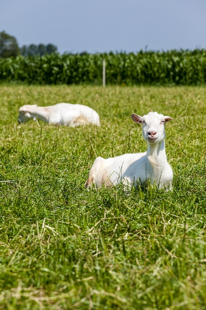 Geiten op het veld