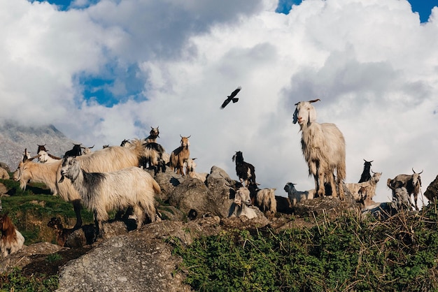 Geiten tegen de lucht