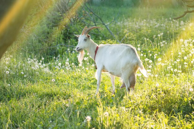 Geiten wordt geweid op een groene weide. Geit met een geitenkind. Familiegeiten op een paardenbloemveld