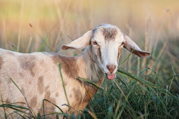 Geitenportret met met gras in de mond