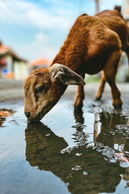 Foto geitje drinkt water aan de kant van de stadsweg