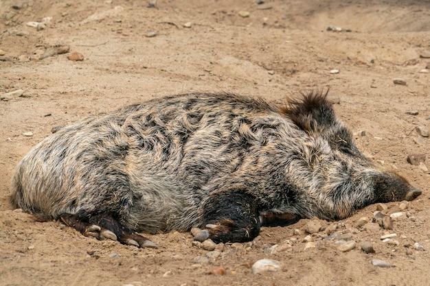 Foto gejaagd gedood wild zwijn