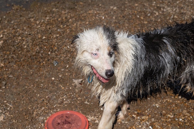 Foto gek nat australische herder blue merle hond spelen met vliegende schotel in de buurt van rivier, op zand, zomer. veel plezier met huisdieren op het strand. reis met huisdieren.