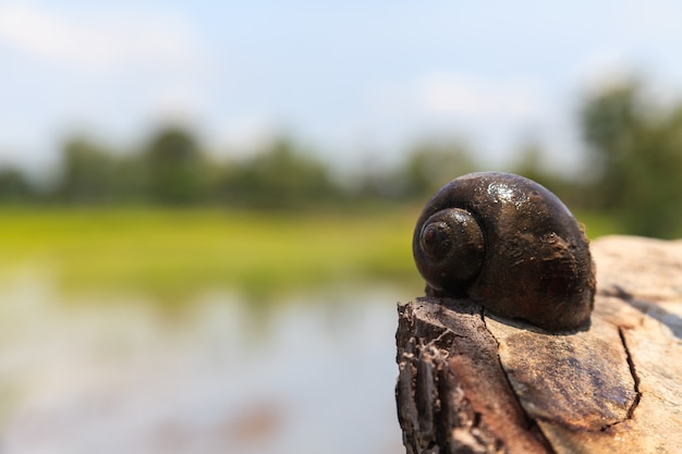 Gekanaliseerde appel of golden apple snail