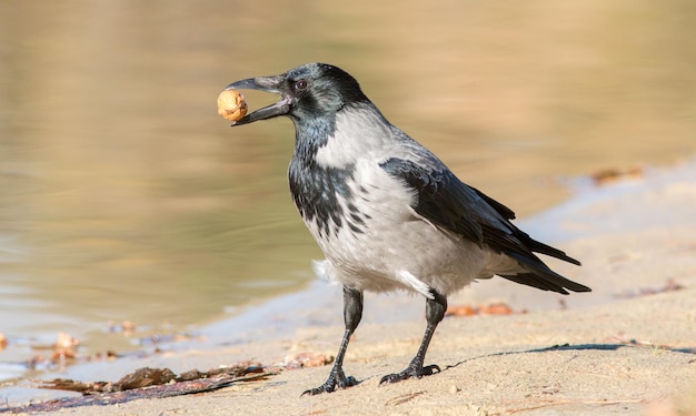 Foto gekapelde kraai met noot