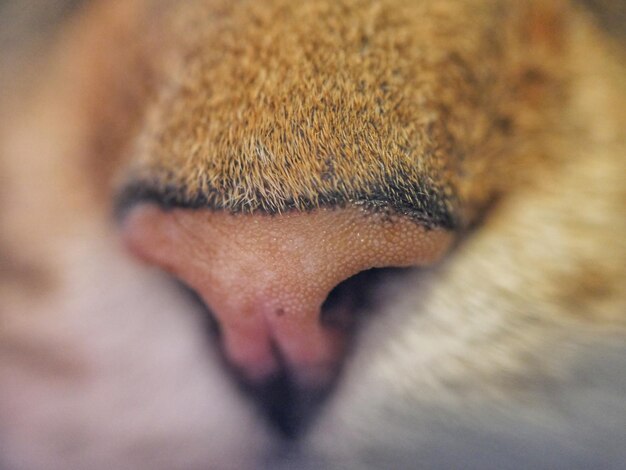 Foto gekapte afbeelding van de neus van een kat