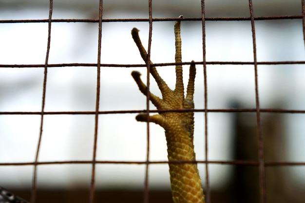 Foto gekapte afbeelding van een baarde draak in een kooi