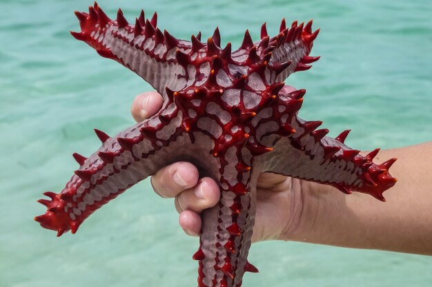 Foto gekapte afbeelding van een hand die de rode zee vasthoudt